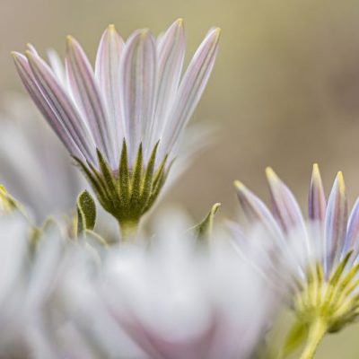 Bruksmässen Restaurang