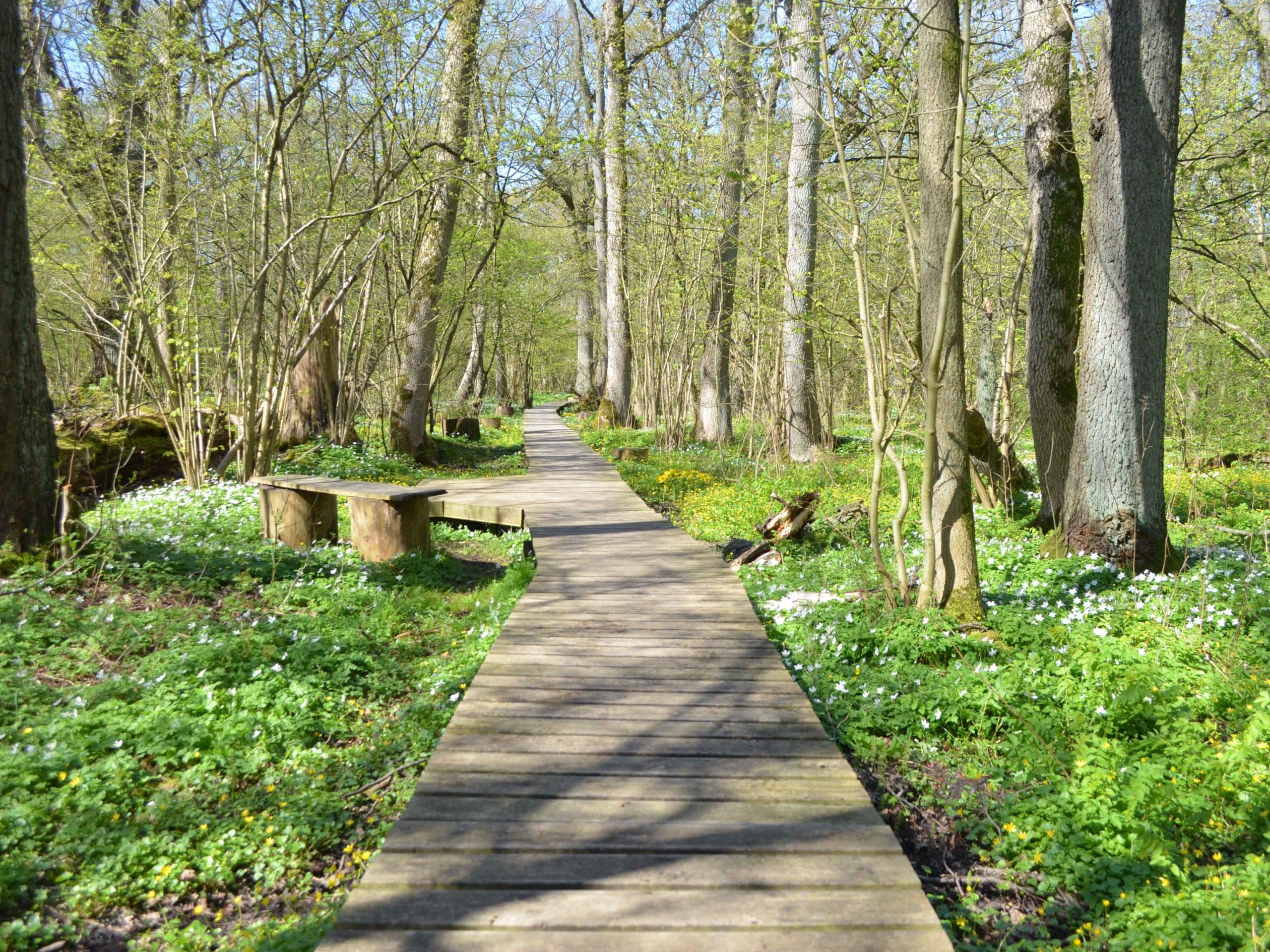 Rya Skog