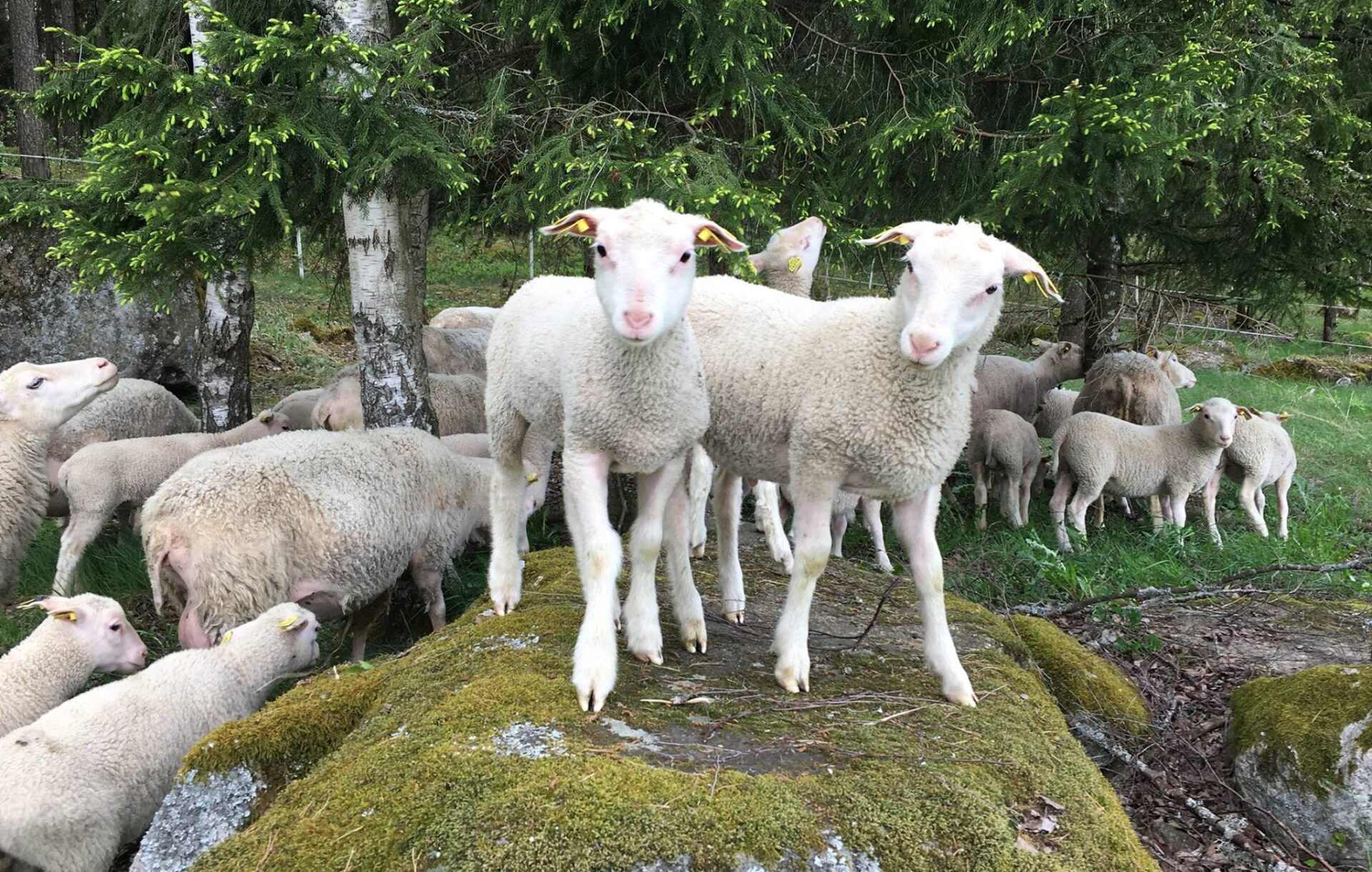 Glada Fåret