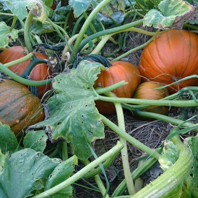 Häst och grönsaksbonden