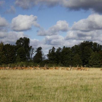 Långeruds Hjortgård