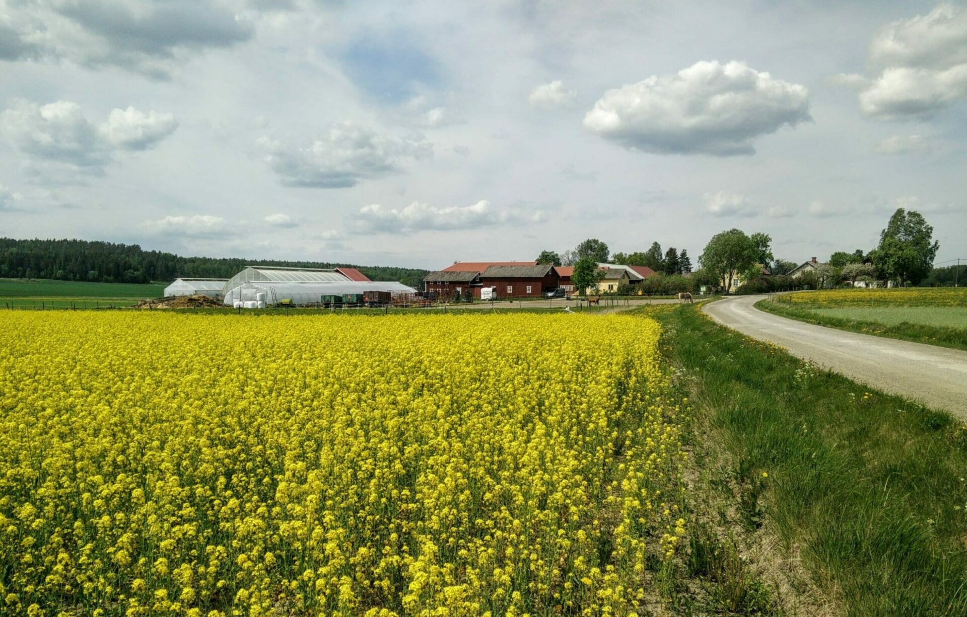 Sörgården grönt