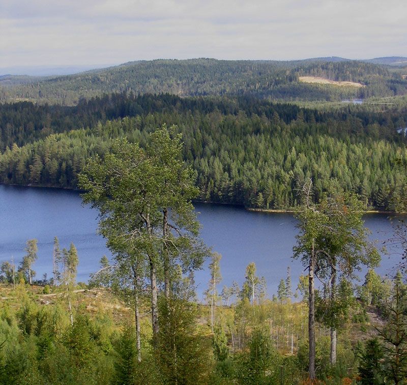 Fiska i Västra Långserud FVO