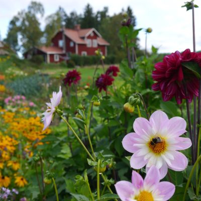 Svartbäckens trädgård