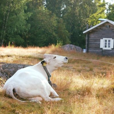 Kårebolssätern