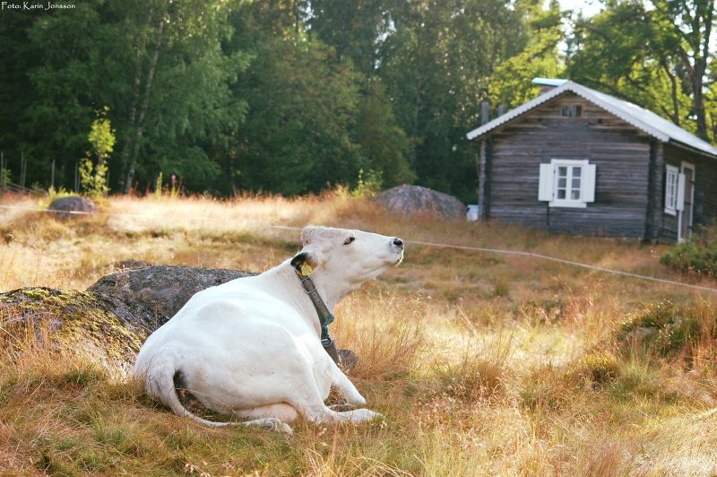 Kårebolssätern