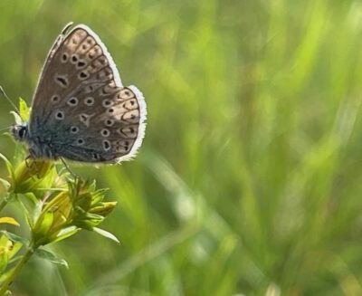 25 april – Biologisk mångfald i Strömstad, vad är på gång?