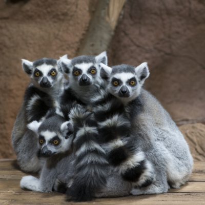 Inträdesbiljett till Tropikariet i Helsingborg