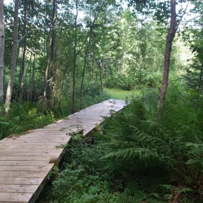 Fäbodvandring på Höga Kusten