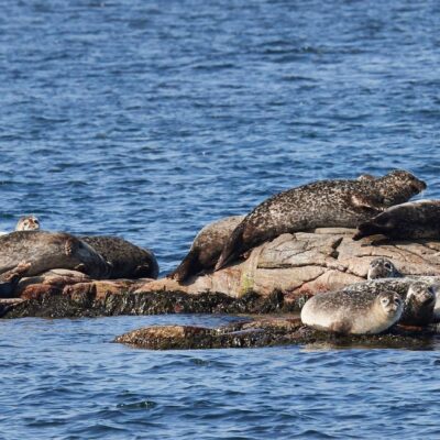Sälsafari utanför den vackra ön Hallands Väderö