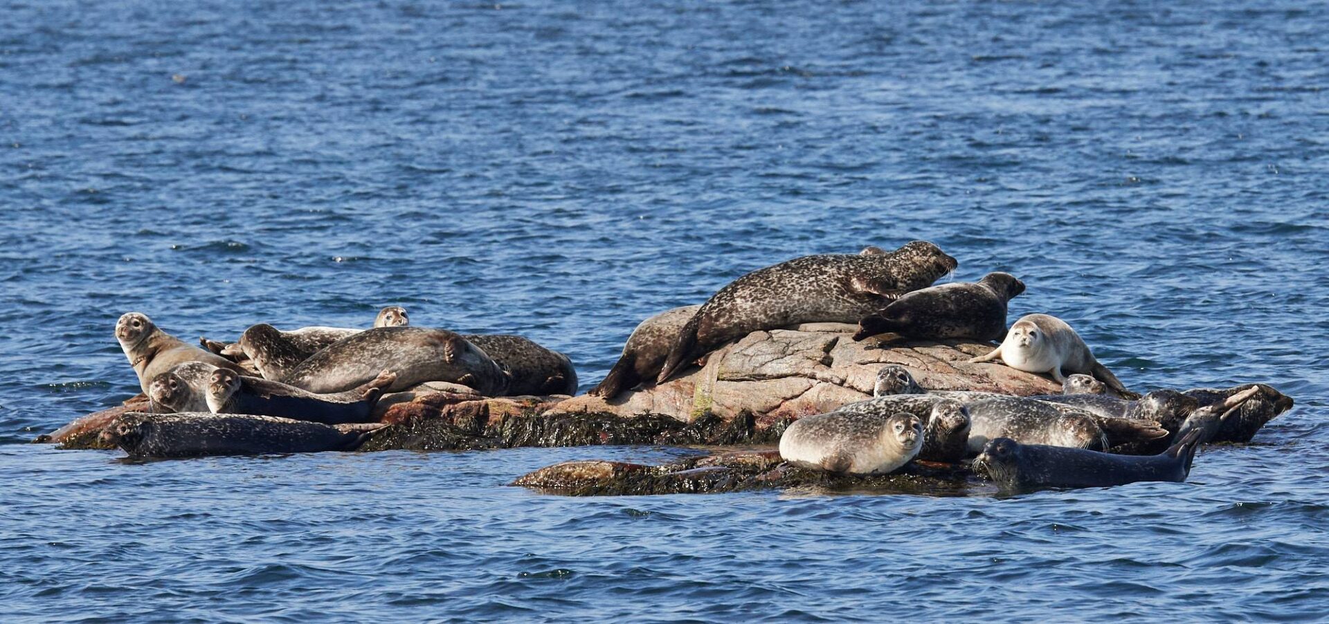 Sälsafari utanför den vackra ön Hallands Väderö