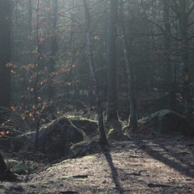 Älgsafari med kvällsfika vid elden