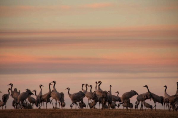 Ta tåget till tranorna – Gryningstur vid Hornborgasjön