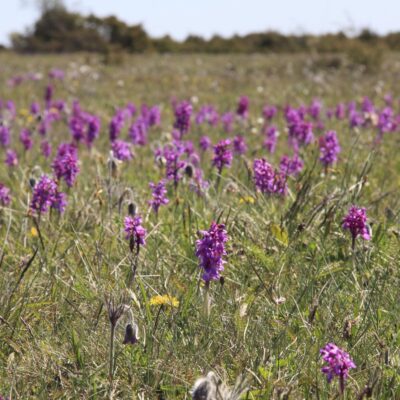 Orkidépromenad på Vickleby Alvar