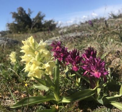 Alvarpromenad på Vickleby Alvar - 18 maj