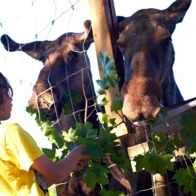 Guidad älgmatning med entré på Dalslands Aktiviteter
