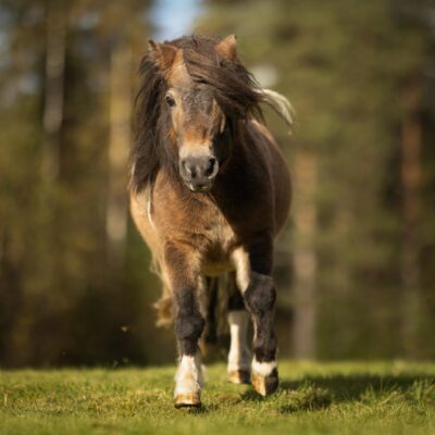 Ponnyvandring på landsbygden - 1,5 timme