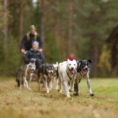 Kids Musher Fun – Hundspannsupplevelse för barn