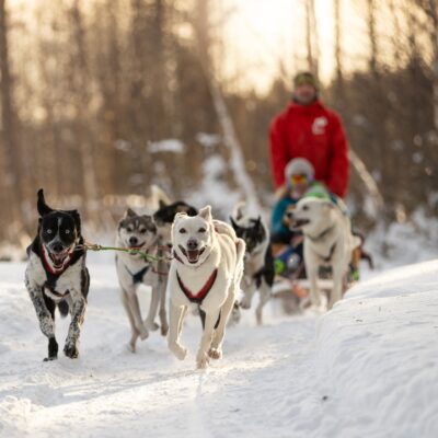 Familjetur med hundspann och slädfärd i Dragnäs