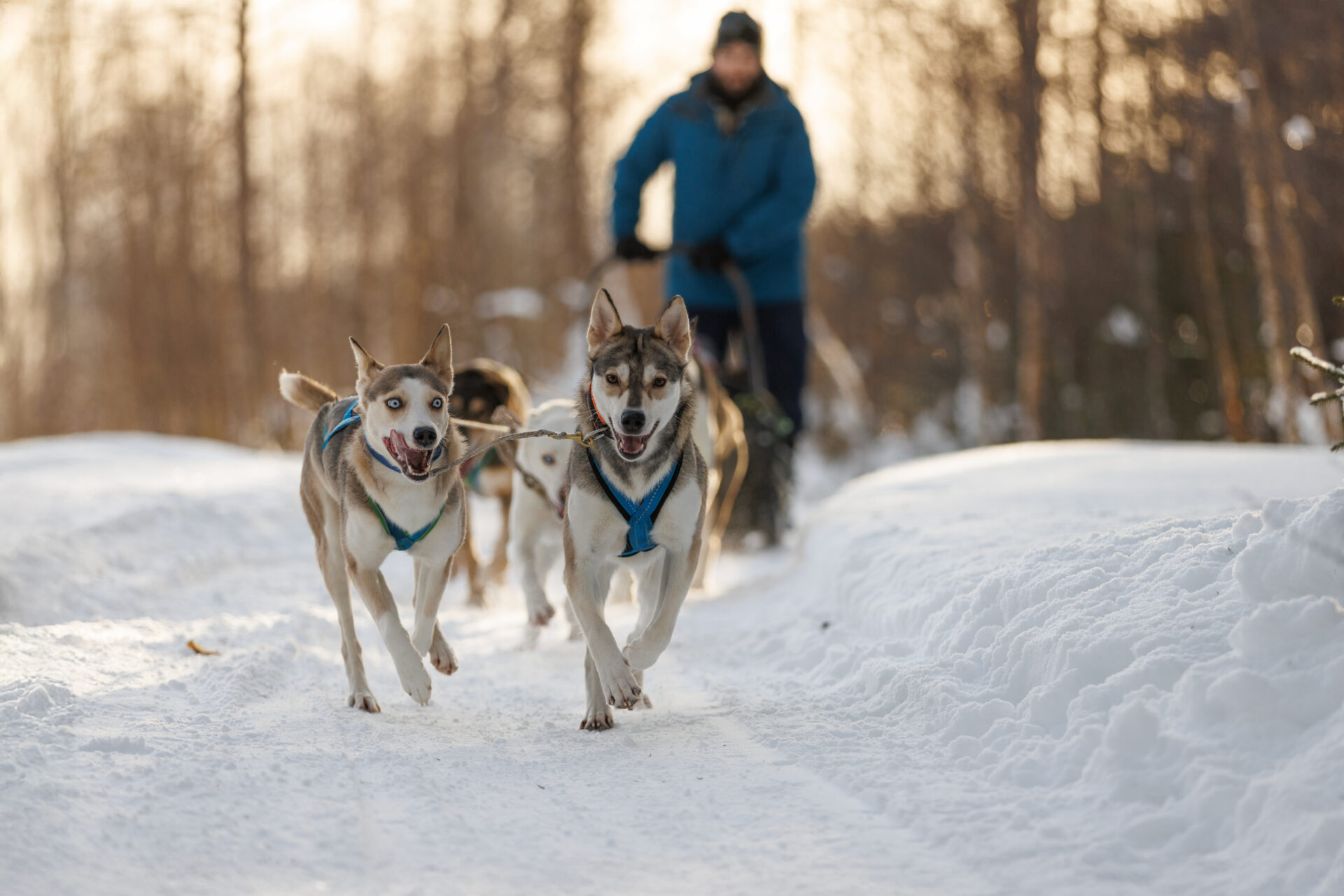 Kör ditt eget hundspann i Dragnäs