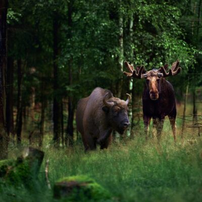 Entrè till Kosta Safaripark, Småland