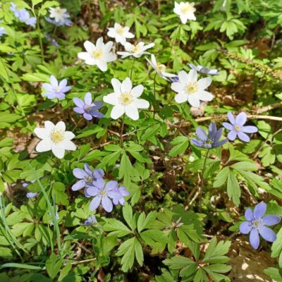 Guidad vandring på Borgundaberget