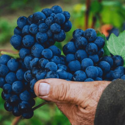 Vinprovning Italiens bästa röda – från Amarone och Chianti till Barolo och nya favoriter | Göteborg