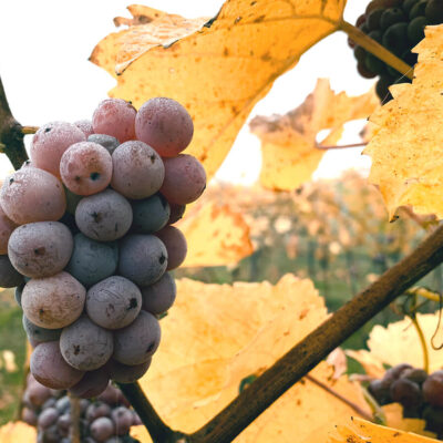 Vinprovning med naturvin | Göteborg