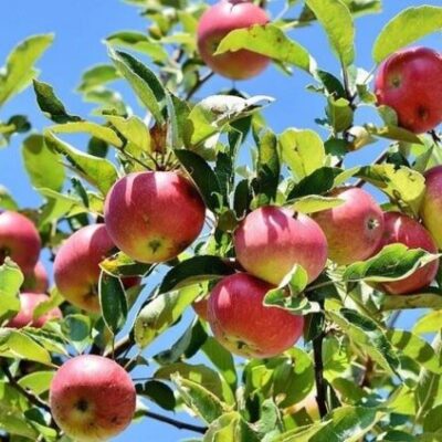 Äppelsortbestämning i naturum