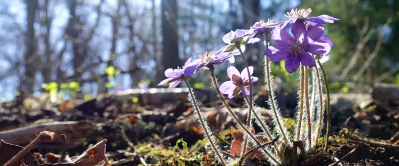Bildvisning i Prubbasalen – Valle genom kameralinsen