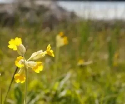 Blomstervandring Gullvivor
