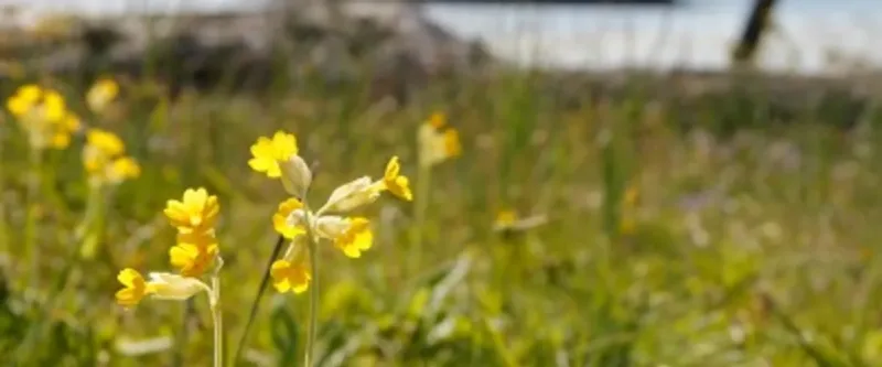 Blomstervandring Gullvivor