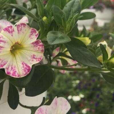 Cramers flowers and garden