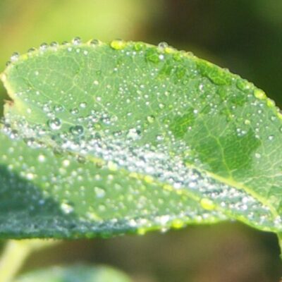 Dagsholms naturområde