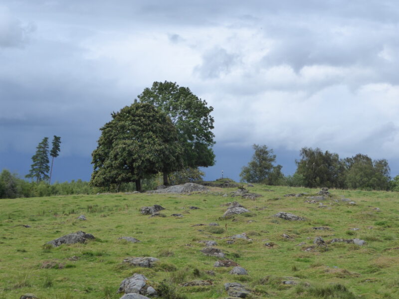 Dalum Domarring