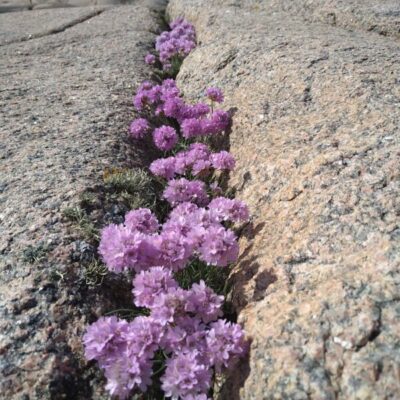 De Vilda Blommornas Dag Vandring