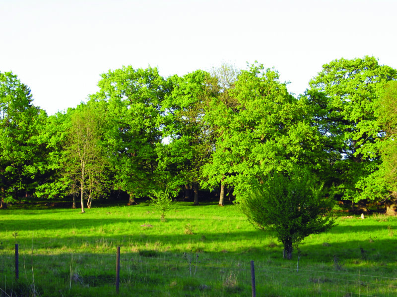 Djurgården Hiking trail 2,7 km