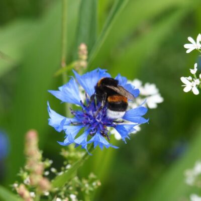 En trädgård i balans