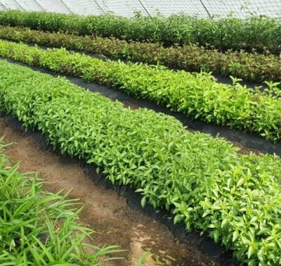 Essunga thaigrönsaker