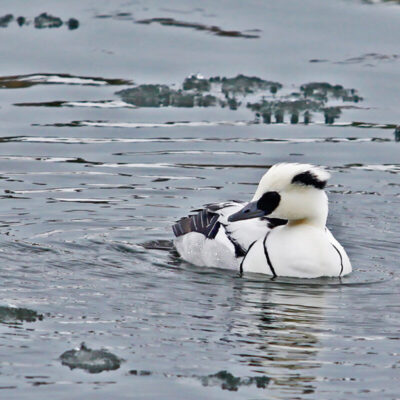 Exkursion till Utloppet
