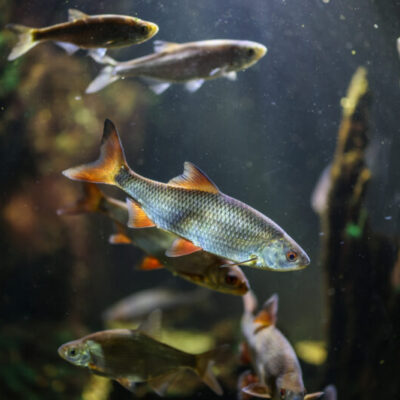 Fiskmatning