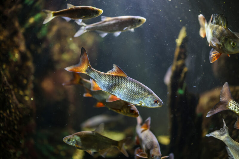 Fiskmatning