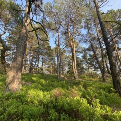 Föredrag: Är kalhyggets tid förbi?