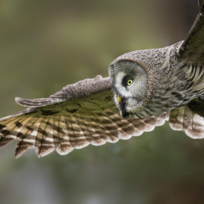 Fotoföredrag- Lappugglor och visenter