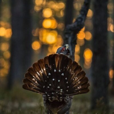 Fotoutställning av Paul Kolk och Jörg Lindgren