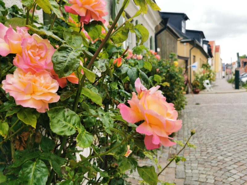 Free Tours Visby – Guidad tur i Visby på engelska