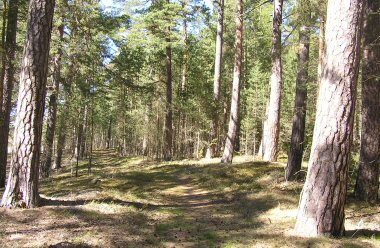 Furnäsudde domänreservat