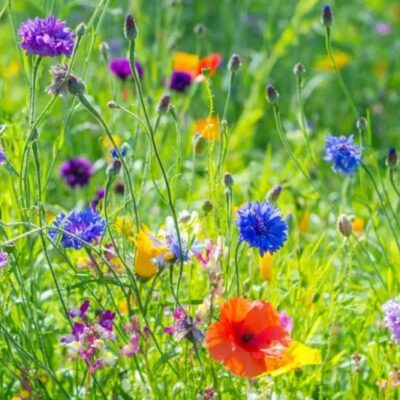 Fyll din trädgård och balkong med bivänliga blommor!