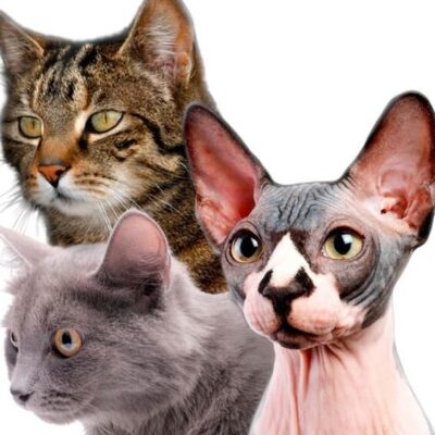 Gestrica Kattkubbs Internationella Kattutställning