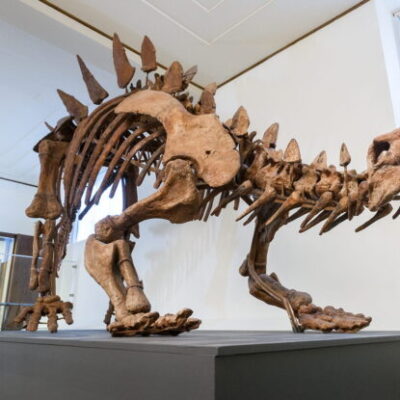 Göteborgs Naturhistoriska Museum